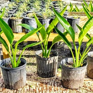 Ravenala Madagascariensis (Travellers Palm) - Uber Nursery