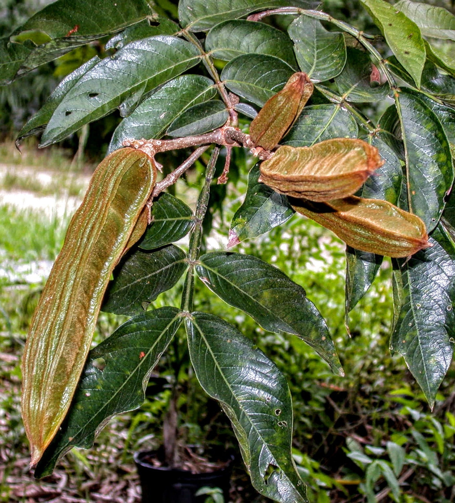 Ice Cream Bean Inga Tree LIVE Etsy