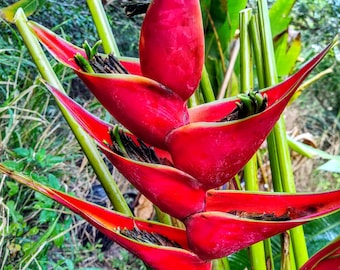 Fresh Rhizome Heliconia Bihai 'orange Sunset' *no Shipping to Hi
