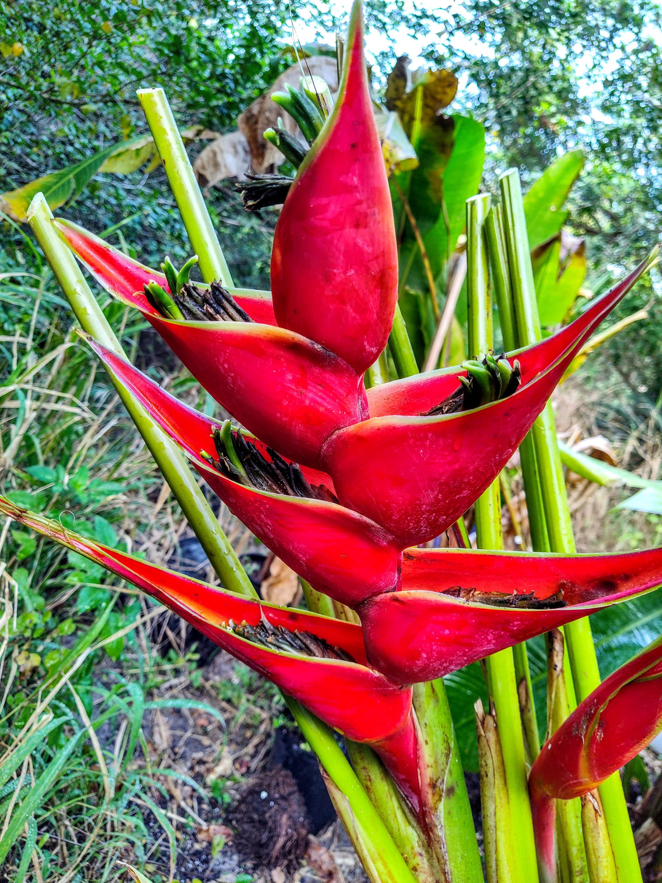 チェリーパイ250 SUS ローライトオレンジ ハンマーヘッド G485 チェリーパイ250 SUS ローライトオレンジ ハンマーヘッド G485