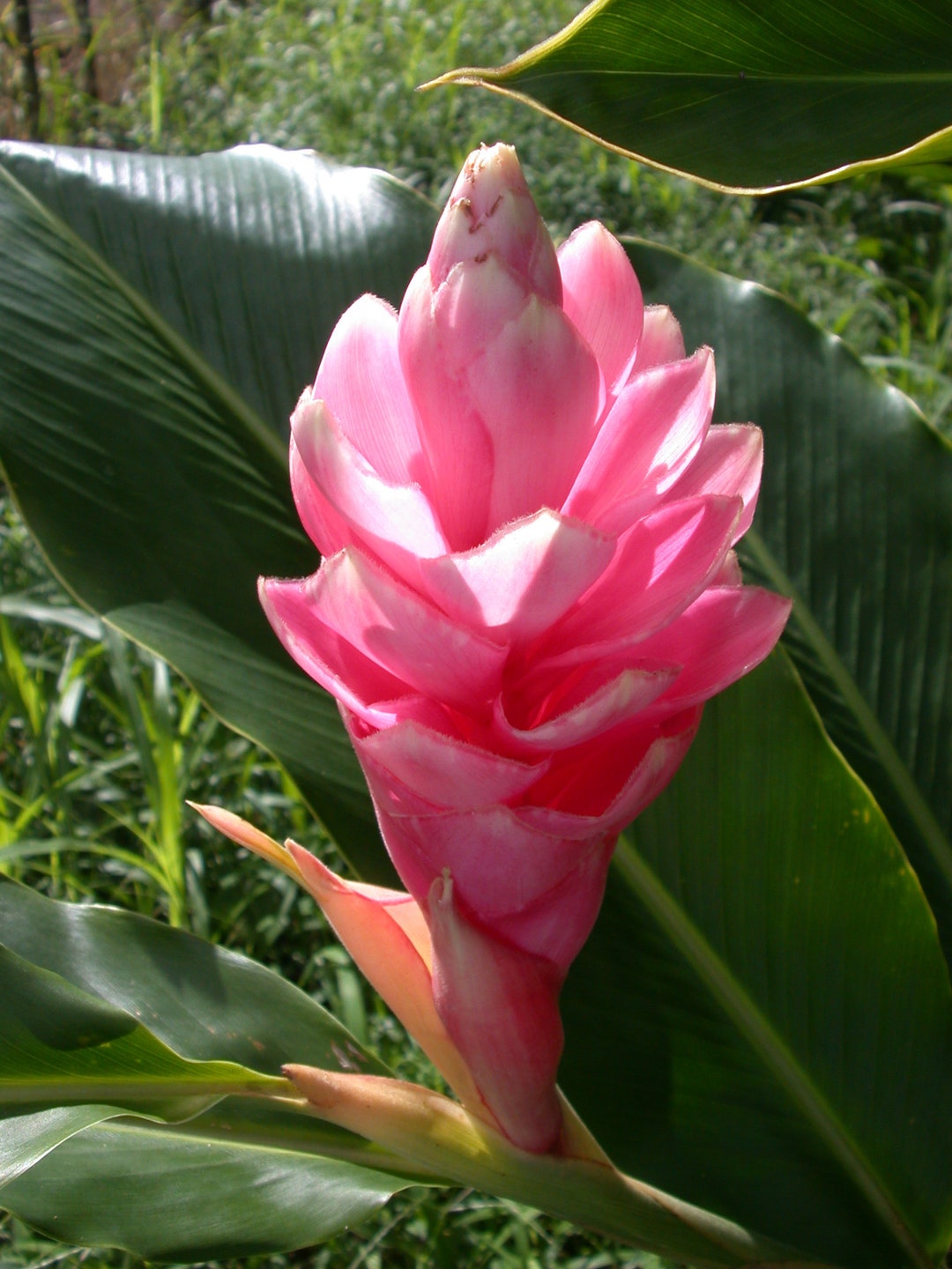 Live Plant Alpinia Purpurata Pink Ginger Live Plant - Etsy