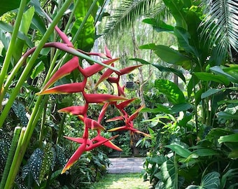 Fresh rhizome Heliconia rauliania Fresh rhizome