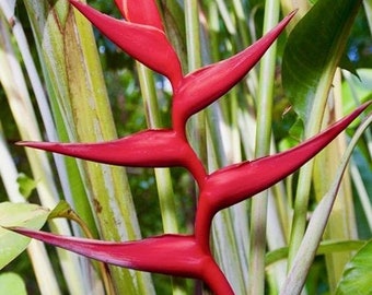 Heliconia 'Hot Rio Nights' Fresh Rhizome