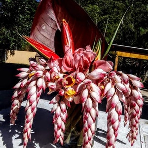 May include: A bouquet of pink and white ginger flowers with red leaves in a clear glass vase.