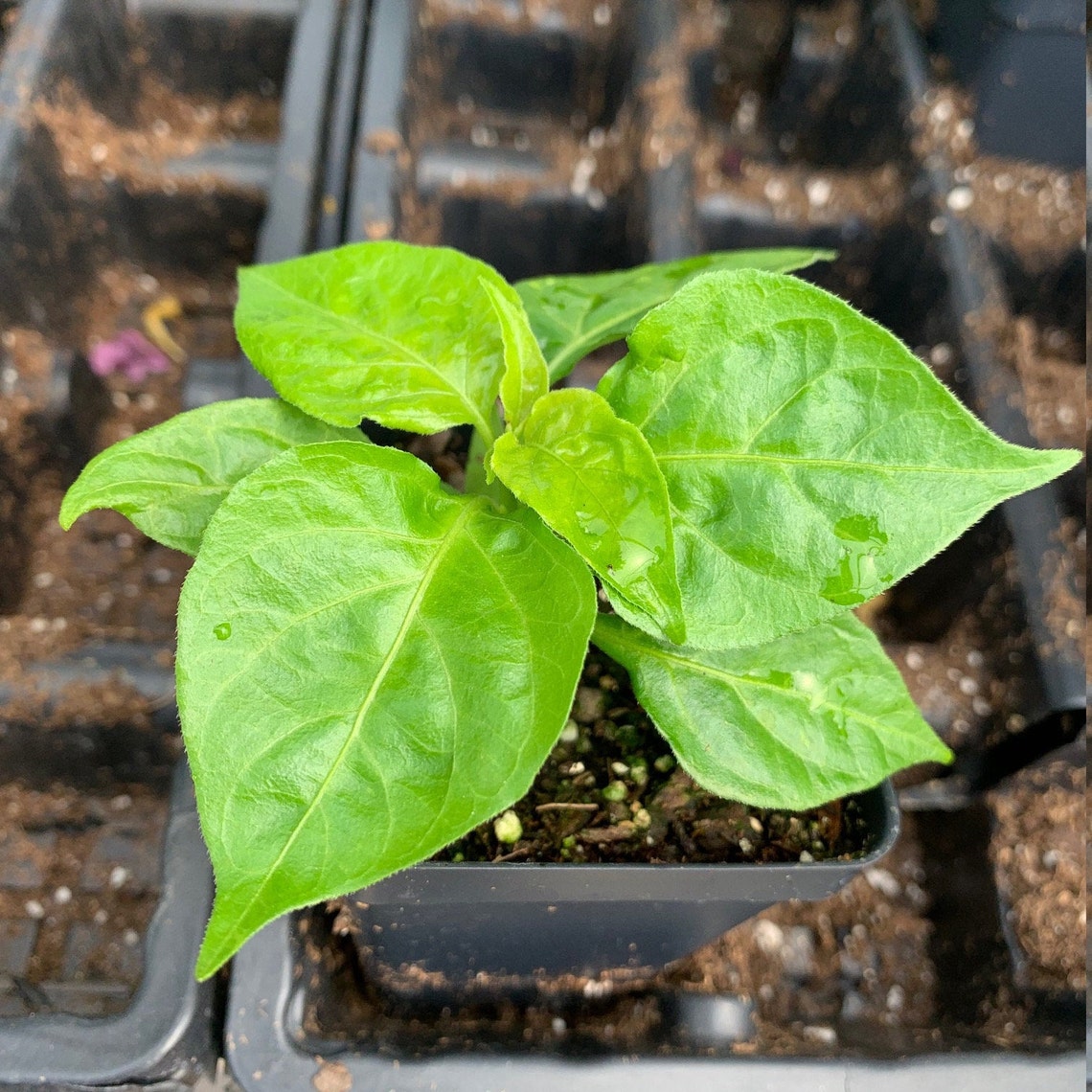 One 1 Live Habanero Seedling Starter Plant Etsy