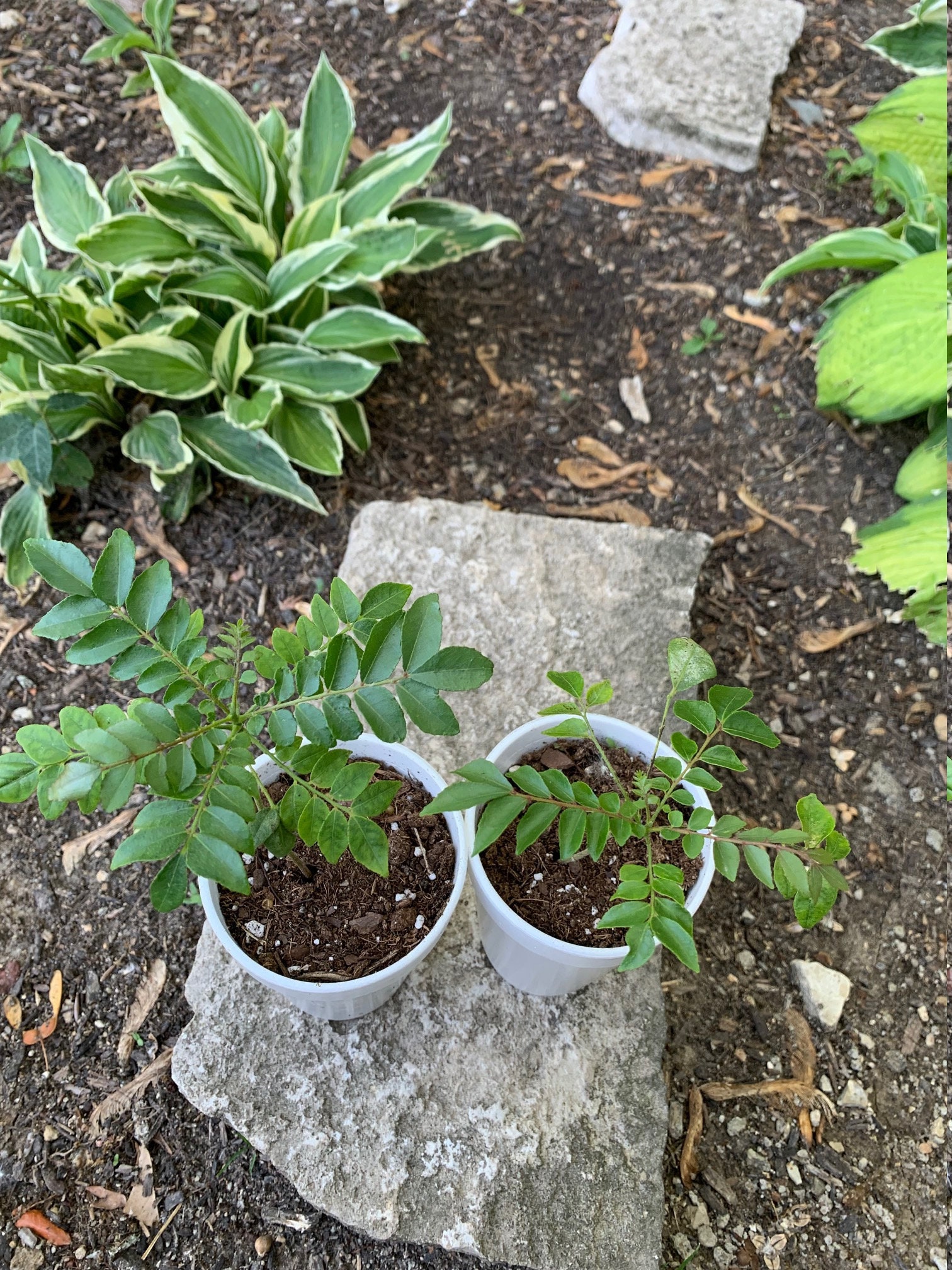 TWO Large Curry Leaf Plants Seedling Starter Plants
