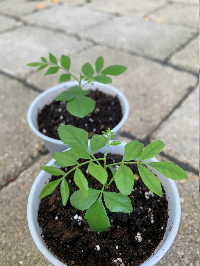 TWO Baby Curry Leaf Plant Seedling Starter Plants Murraya Etsy