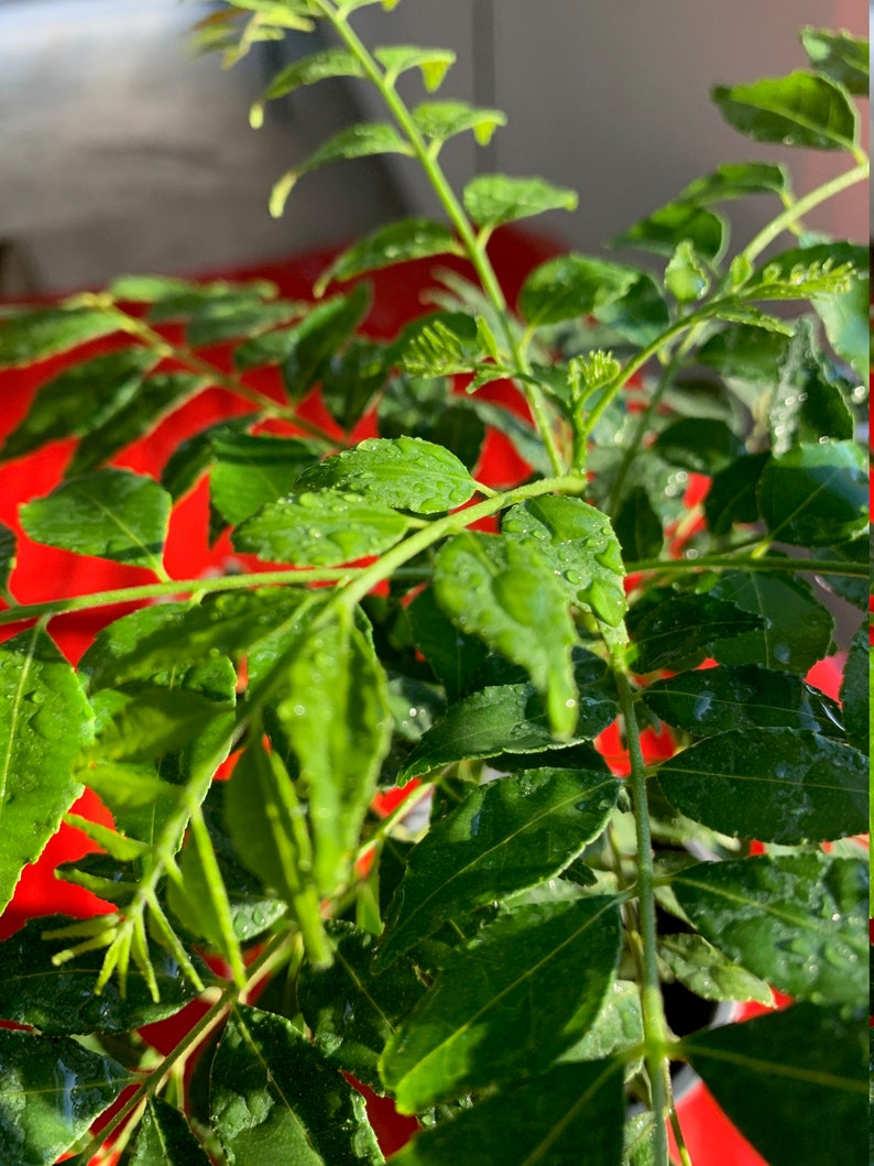 Curry Leaf Plant Seedling Starter Plant Murraya Koenigii 46 Etsy
