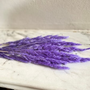 Purple fluffy grass 10 stems of piumetta