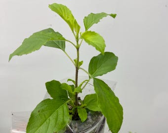 Tulsi Holy Basil plant 100% genuine.Healthy One plant. Healthy and well rooted, Plants are ready to dispatch. UK-- One Tulsi plant