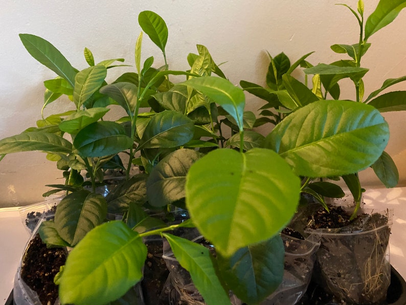 Lemon Plant Bangladeshi Jara Labu Gonghoraj Fragrant. Etsy