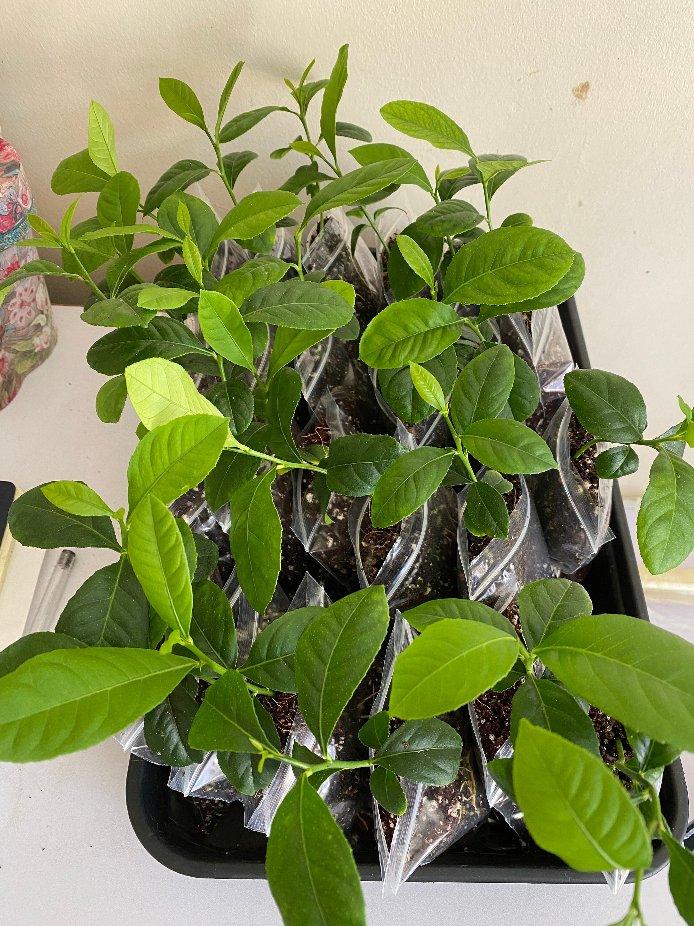 Lemon Plant Bangladeshi Jara Labu Gonghoraj Fragrant. Etsy UK