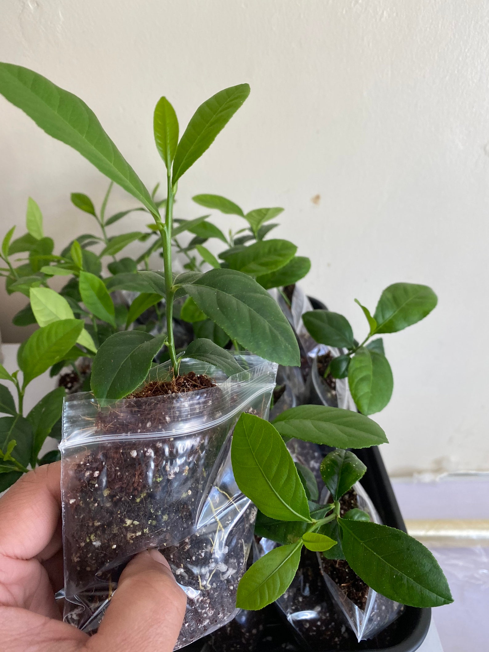 Lemon Plant Bangladeshi Jara Labu Gonghoraj Fragrant. Etsy UK