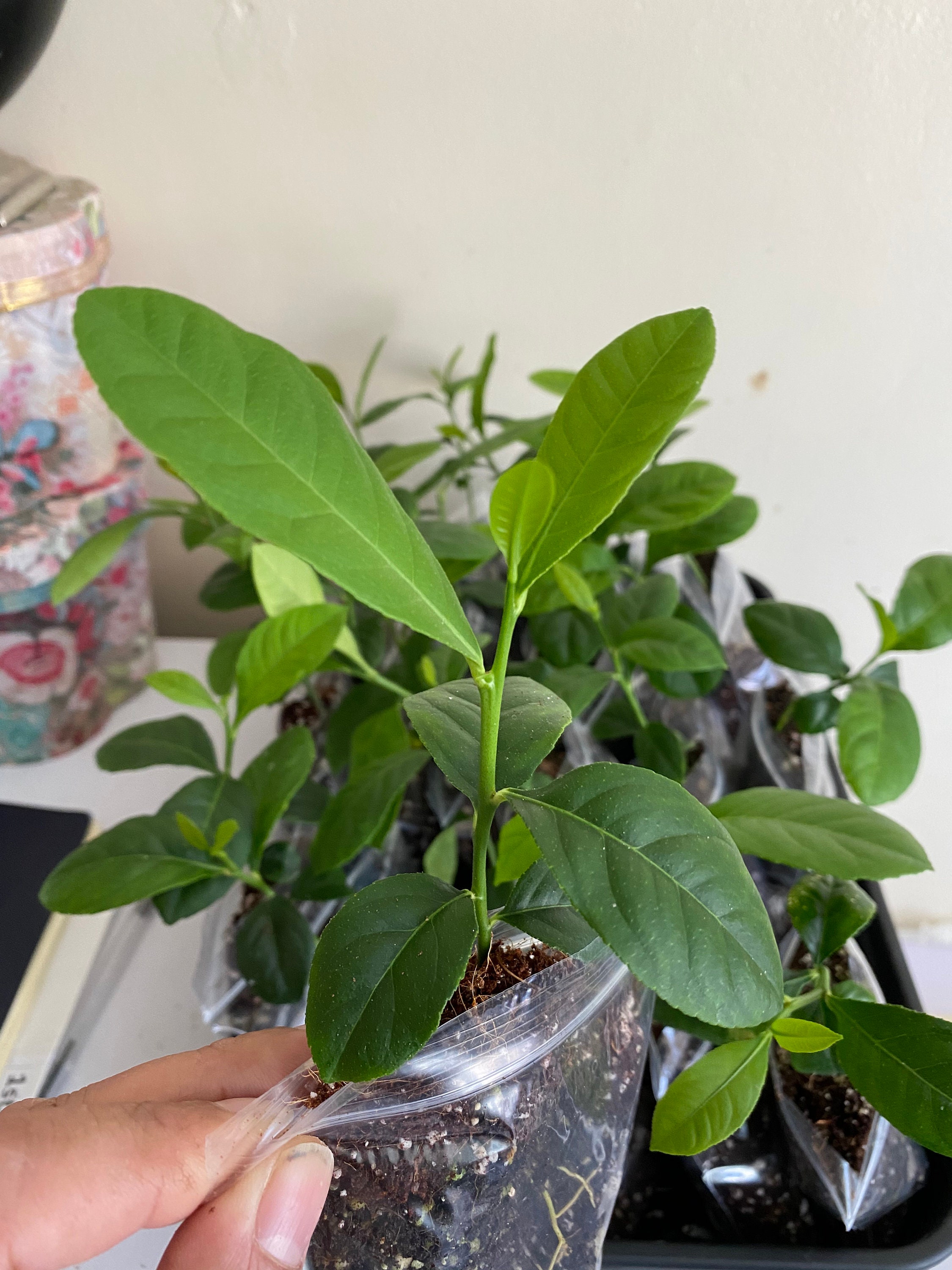 Lemon Plant Bangladeshi Jara Labu Gonghoraj Fragrant. Etsy UK