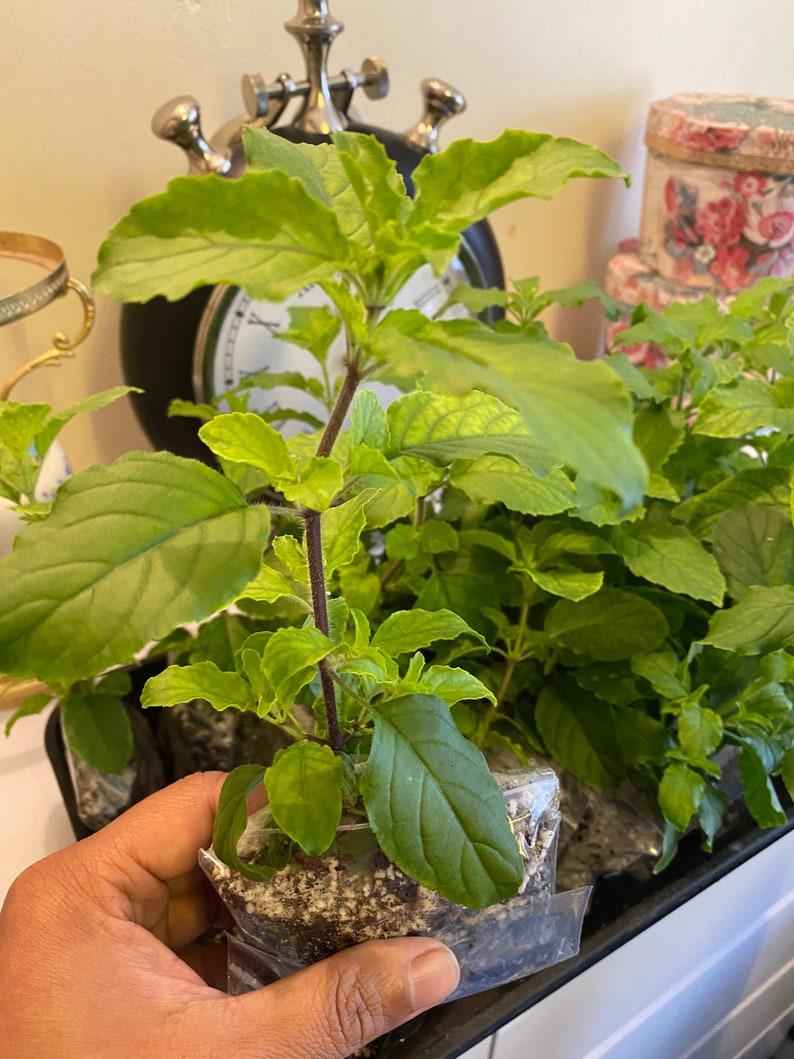 Tulsi Holy Basil plant 100 genuine.Healthy 2 plants