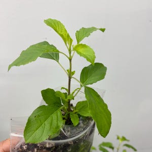 Tulsi Holy Basil plant 100% genuine.Healthy One plant. Healthy and well rooted, Plants are ready to dispatch. UK-- One Tulsi plant