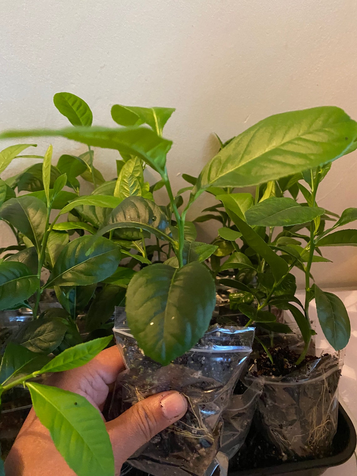 Lemon Plant Bangladeshi Jara Labu Gonghoraj Fragrant. Etsy