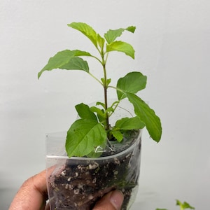 Tulsi Holy Basil plant 100% genuine.Healthy One plant. Healthy and well rooted, Plants are ready to dispatch. UK-- One Tulsi plant