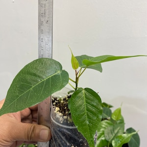 Peepal, Pippal, Aswath, Budha, Ficus religiosa, similar 1 healthy plant grown in UK