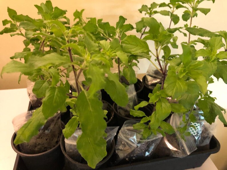 Tulsi Holy Basil plant 100 genuine.Healthy 2 plants