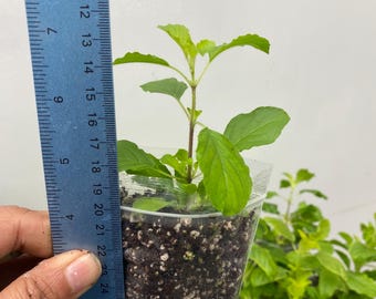 Tulsi Holy Basil plant 100% genuine.Healthy One plant. Healthy and well rooted, Plants are ready to dispatch. UK-- One Tulsi plant