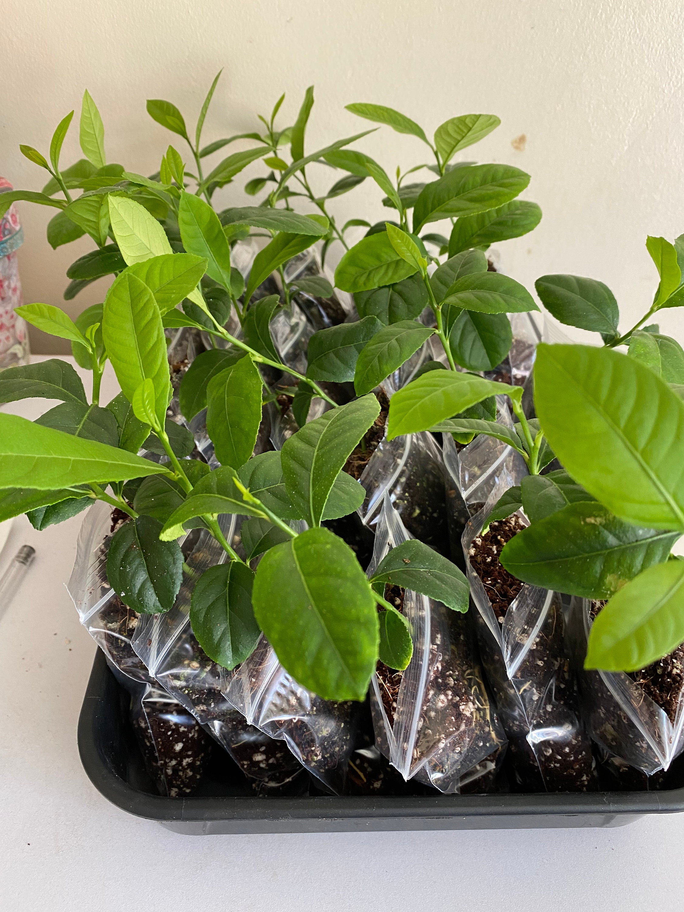 Lemon Plant Bangladeshi Jara Labu Gonghoraj Fragrant. Etsy UK