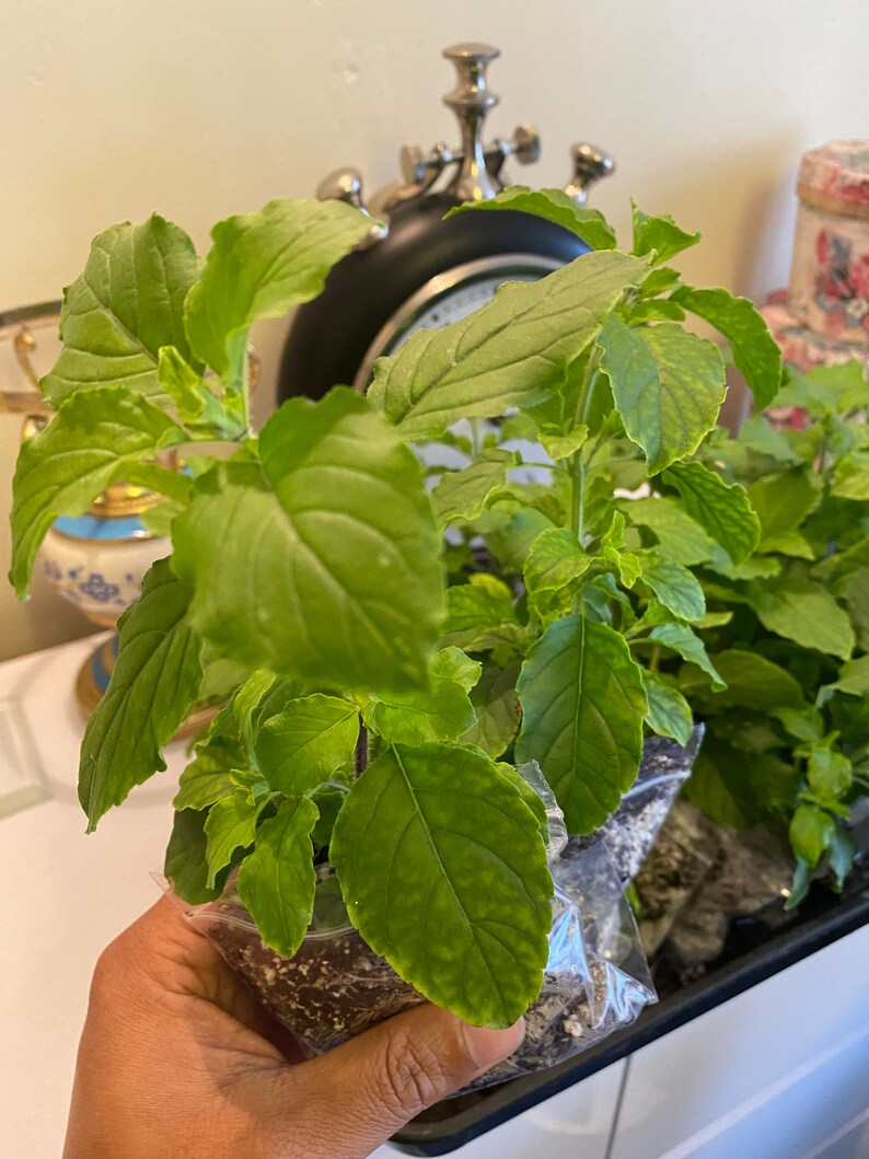 Tulsi Holy Basil plant 100 genuine.Healthy 2 plants