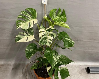 Monstera albo variegata extra highly variegated with 2 stems - shipped with phytosanitary certificate