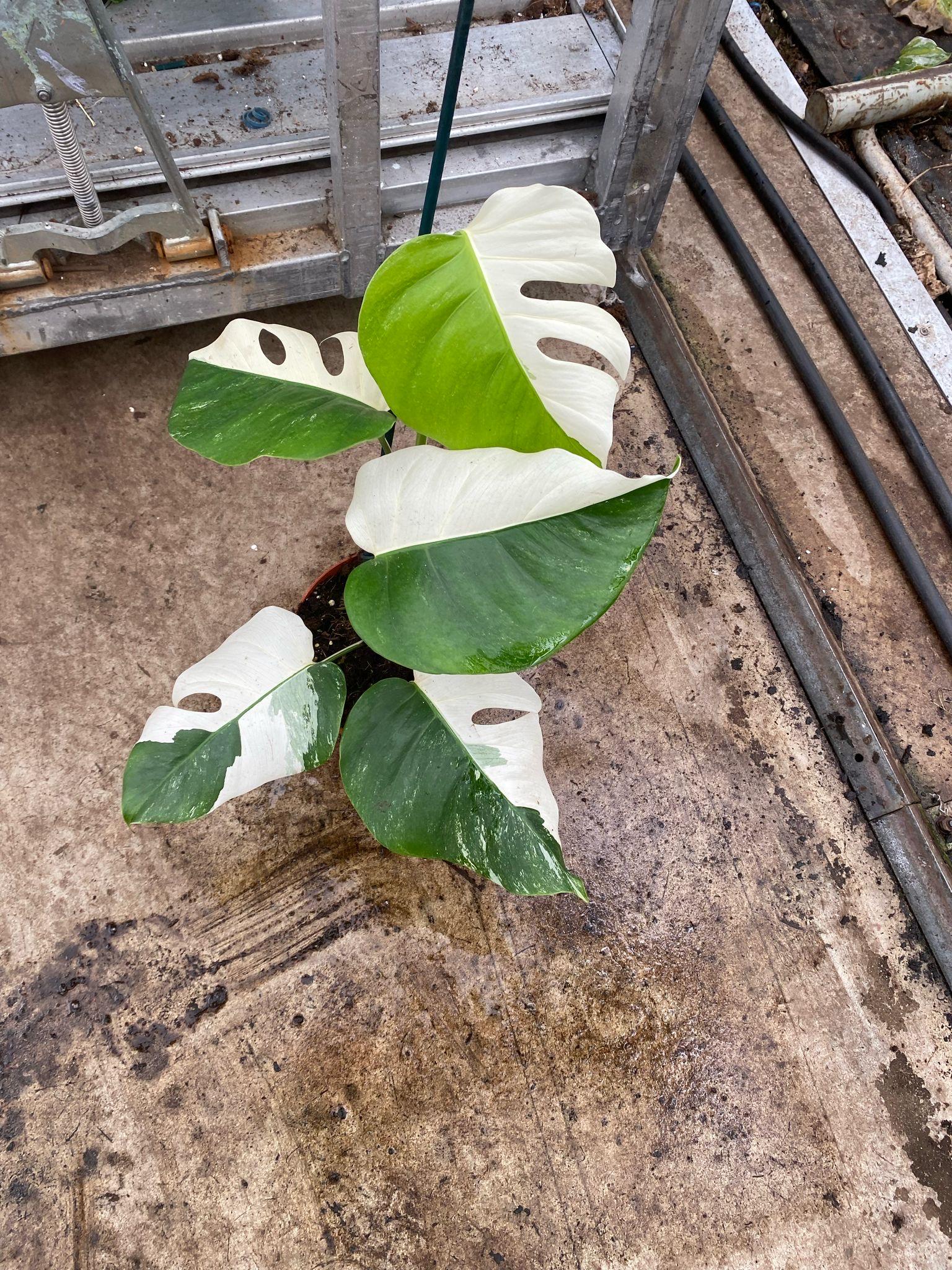 モンステラ ホワイト ラバ 3 組織培養株 モンステラ ホワイト ラバ ゴースト 3 組織培養株