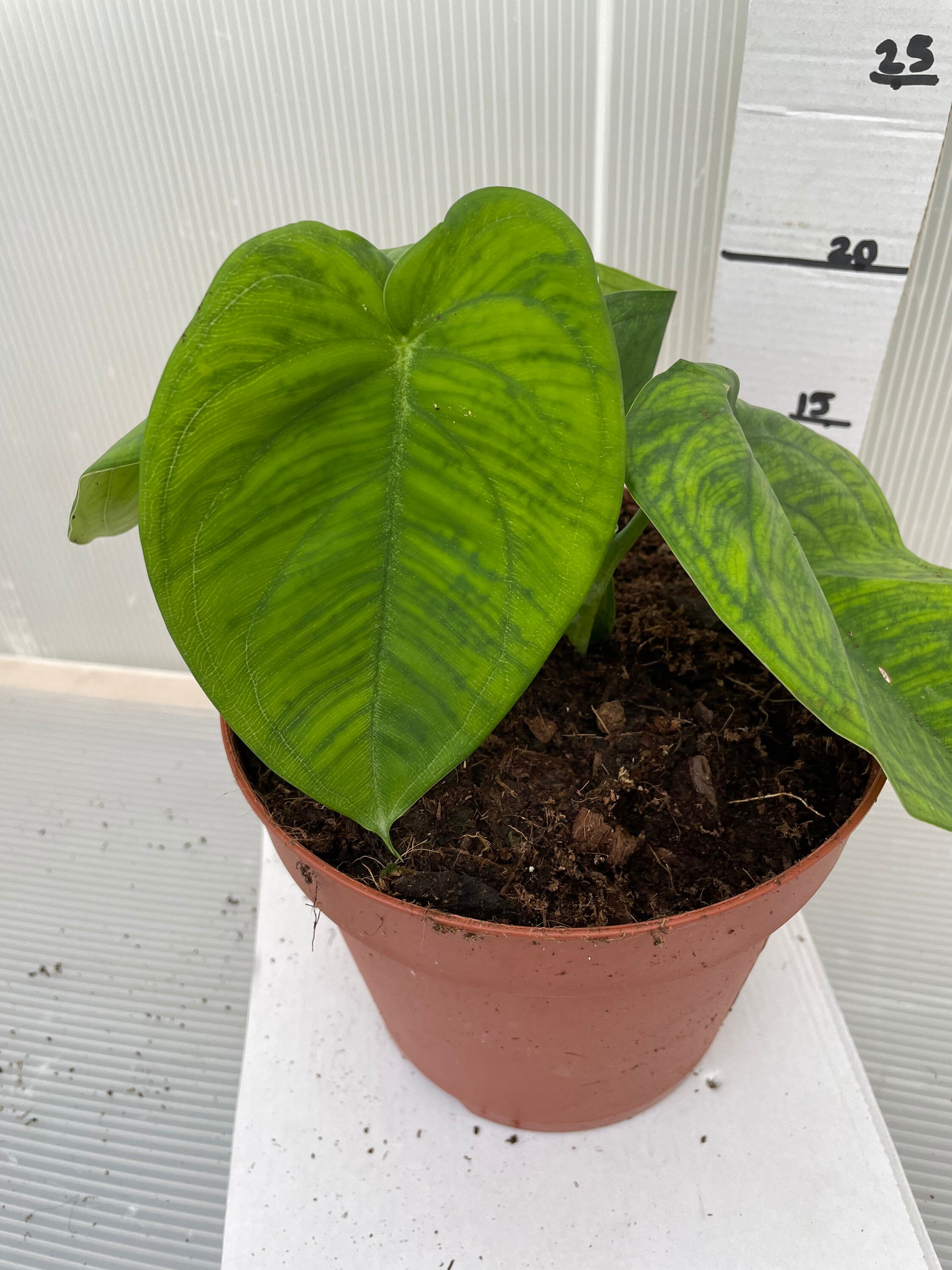 Syngonium Frosted Heart | Etsy