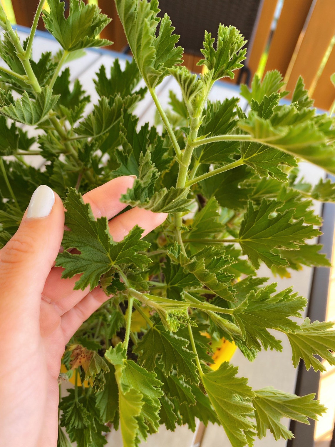Citronella Geranium Mosquito Plant Cutting Etsy