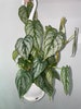 Philodendron Brandi 