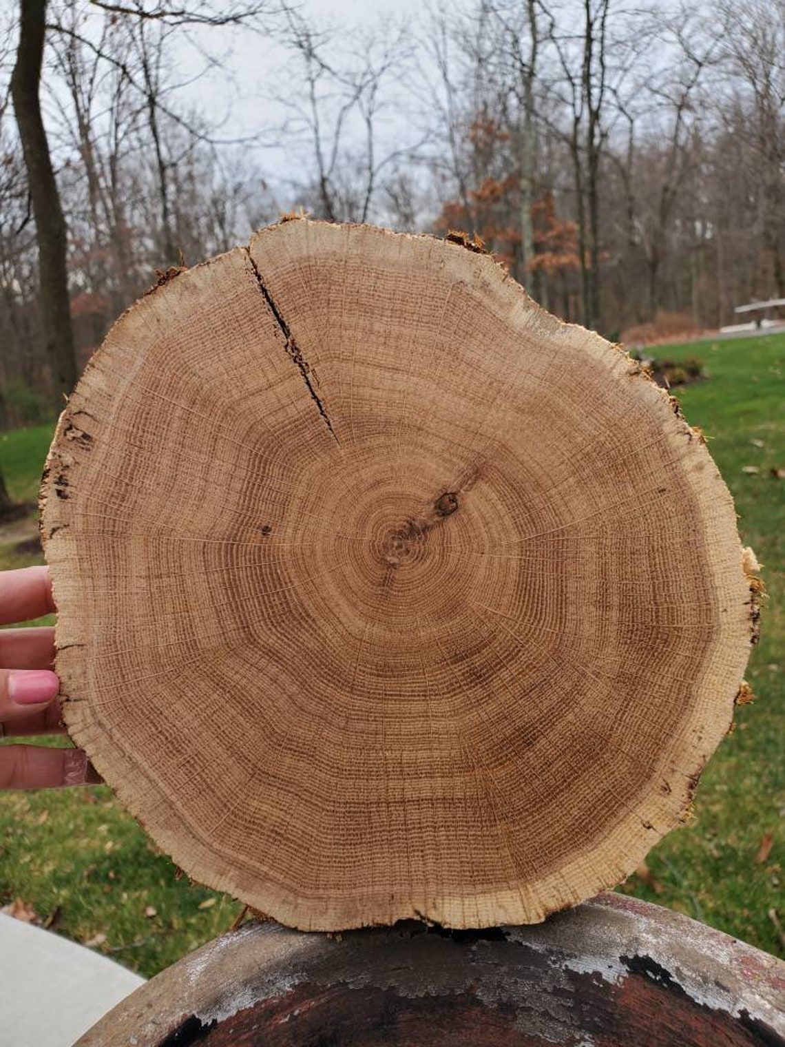 Roughcut red oak wood rounds Etsy