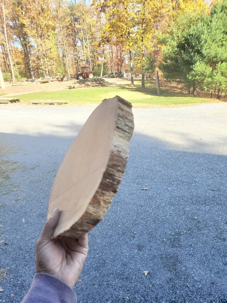 Roughcut red oak wood rounds Etsy