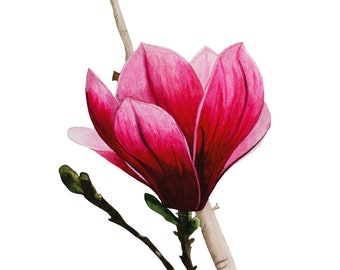 Magnolia Flower Painting | Magnolia Art Print | Botanical Watercolor Painting 9x12