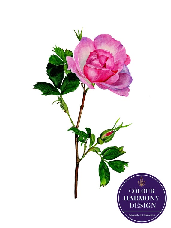 Rose Art Print | Botanical Watercolor | Watercolor Painting 9 x 12