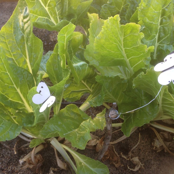 Cabbage White Butterfly Decoys