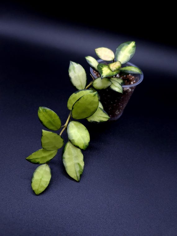 Hoya Lacunosa Queen Midori. - Etsy Canada