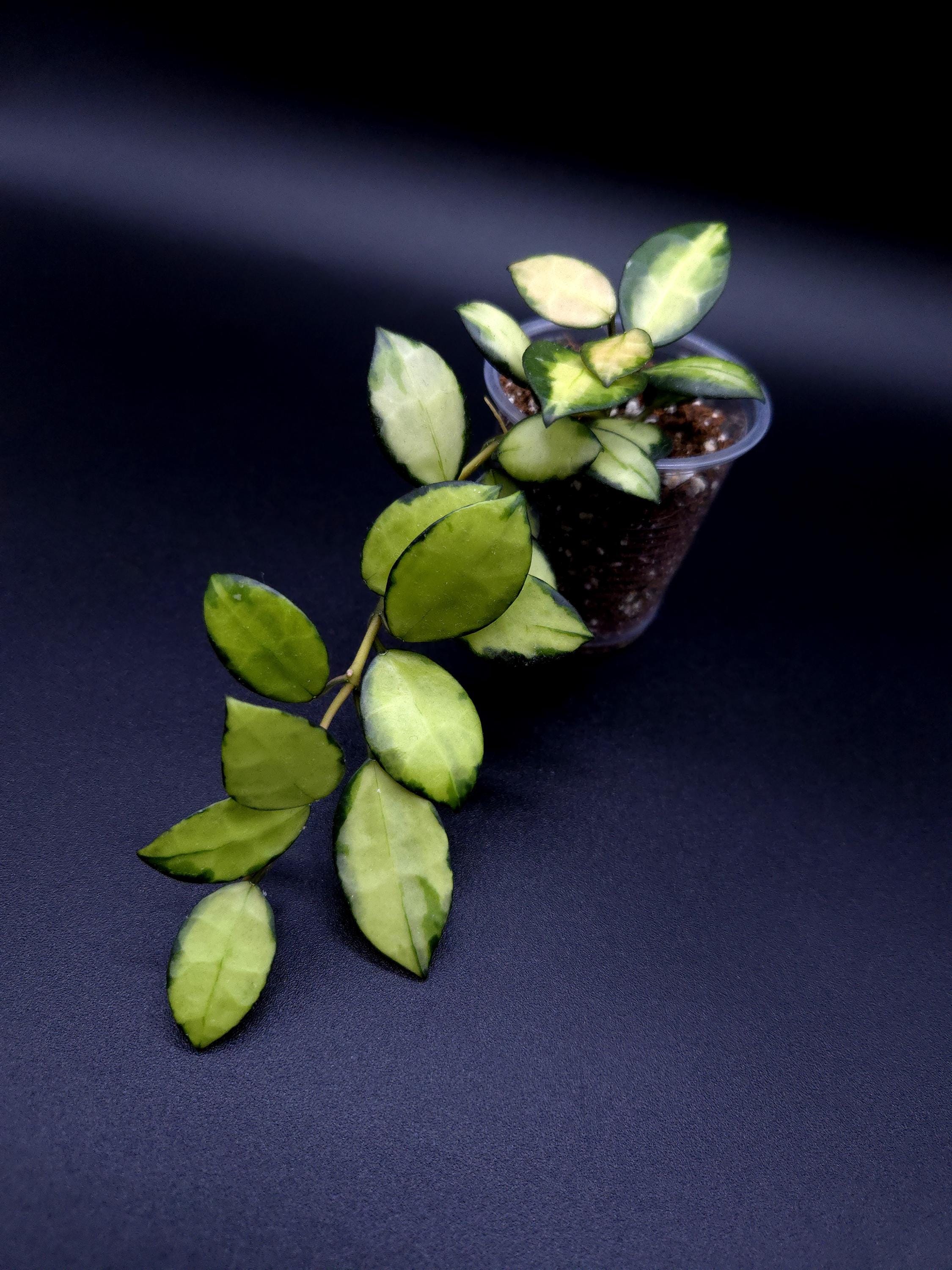 Hoya Lacunosa Queen Midori. - Etsy Canada