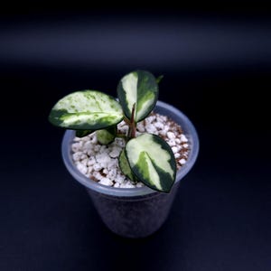 May include: A small Hoya plant with variegated leaves featuring dark green centres and creamy white margins. The plant is potted in a clear plastic cup filled with white perlite and soil, showcasing several small, thick, and waxy leaves.