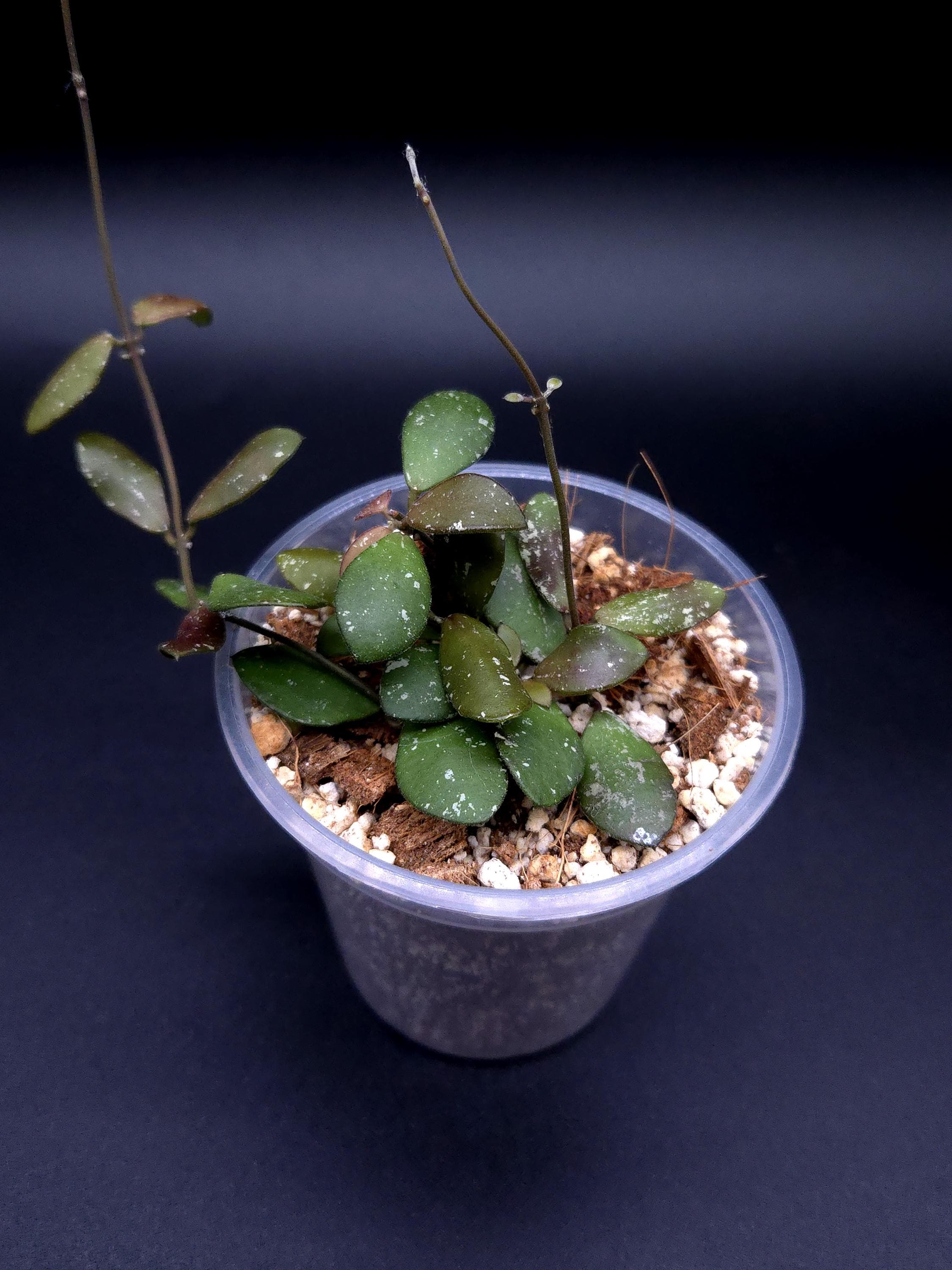 Hoya Kalimantan Mini Coin - Etsy Canada