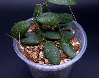 Hoya Sp. Kalimantan 'mini Coin' Silver. - Etsy Canada