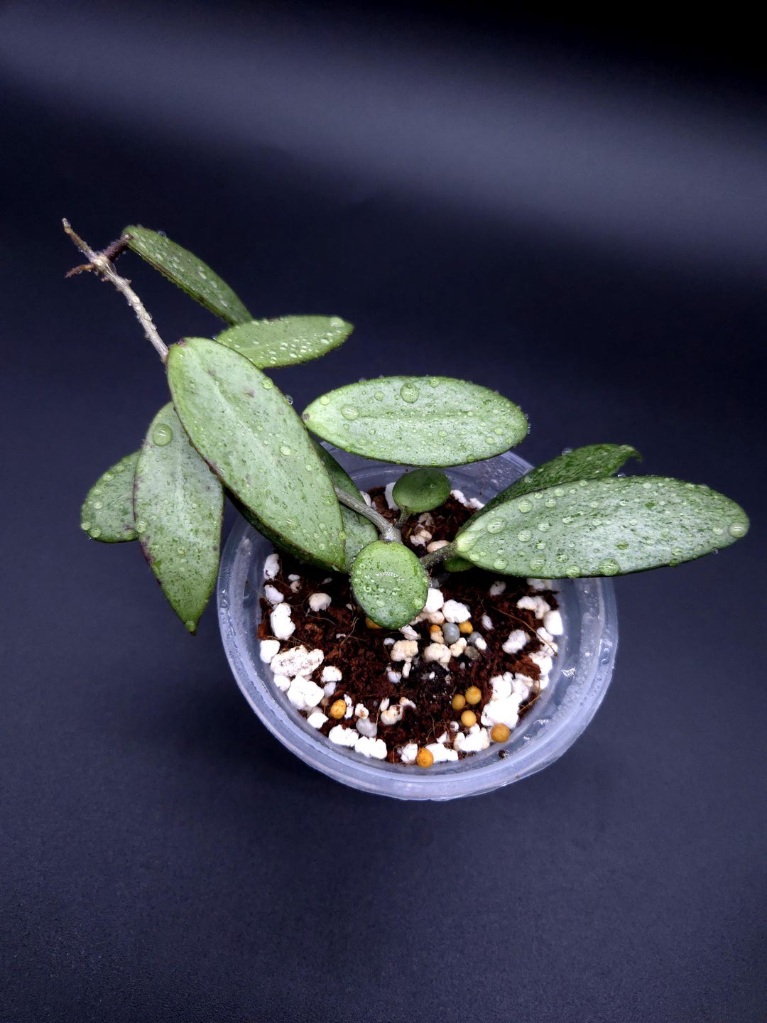 Hoya Silver Lady. - Etsy Canada
