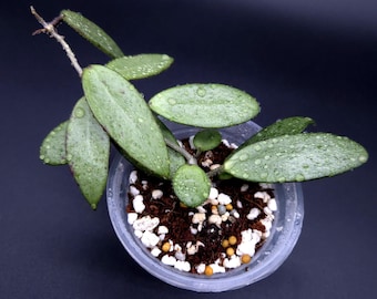 Hoya Sp. Kalimantan 'mini Coin' Silver. - Etsy Canada