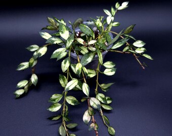 Hoya Carnosa Argentea Princess. - Etsy Canada