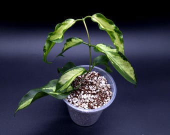 Hoya Kenejiana Albomarginata/ White Albo Margins/ Shipped in 3 Pots/ Fast  Growing/ RARE/ Collectors/ Exact Plants/ Live Rooted Plants - Etsy Canada