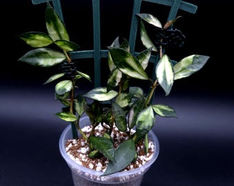 Hoya Lacunosa Variegated.