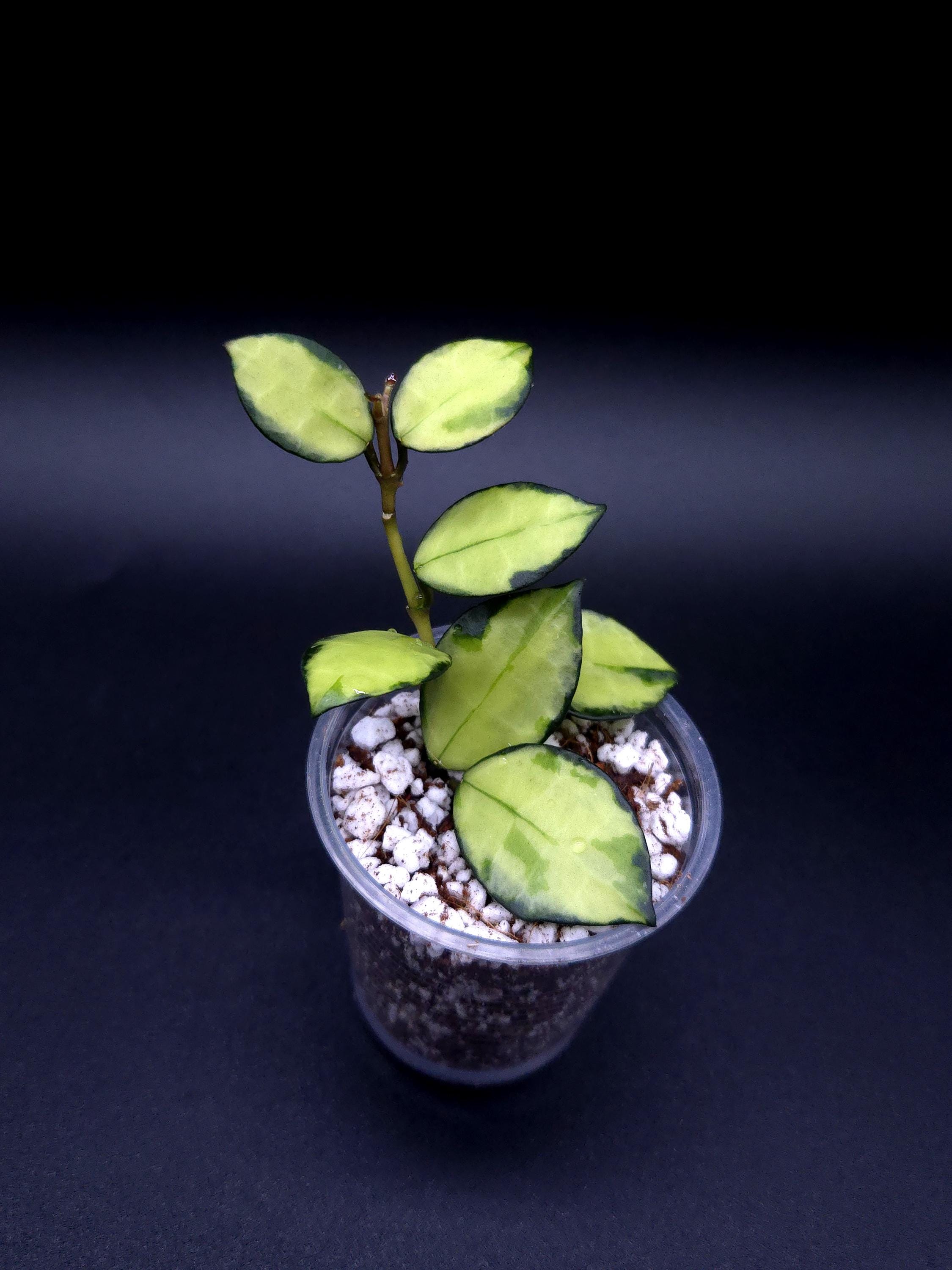 Hoya Lacunosa Queen Midori. - Etsy Canada