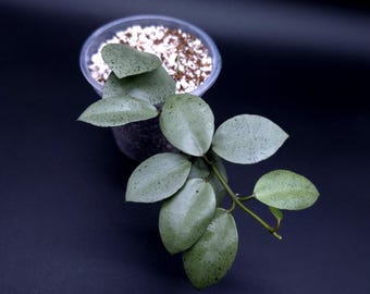 Hoya Carnosa Argentea Princess. - Etsy Canada