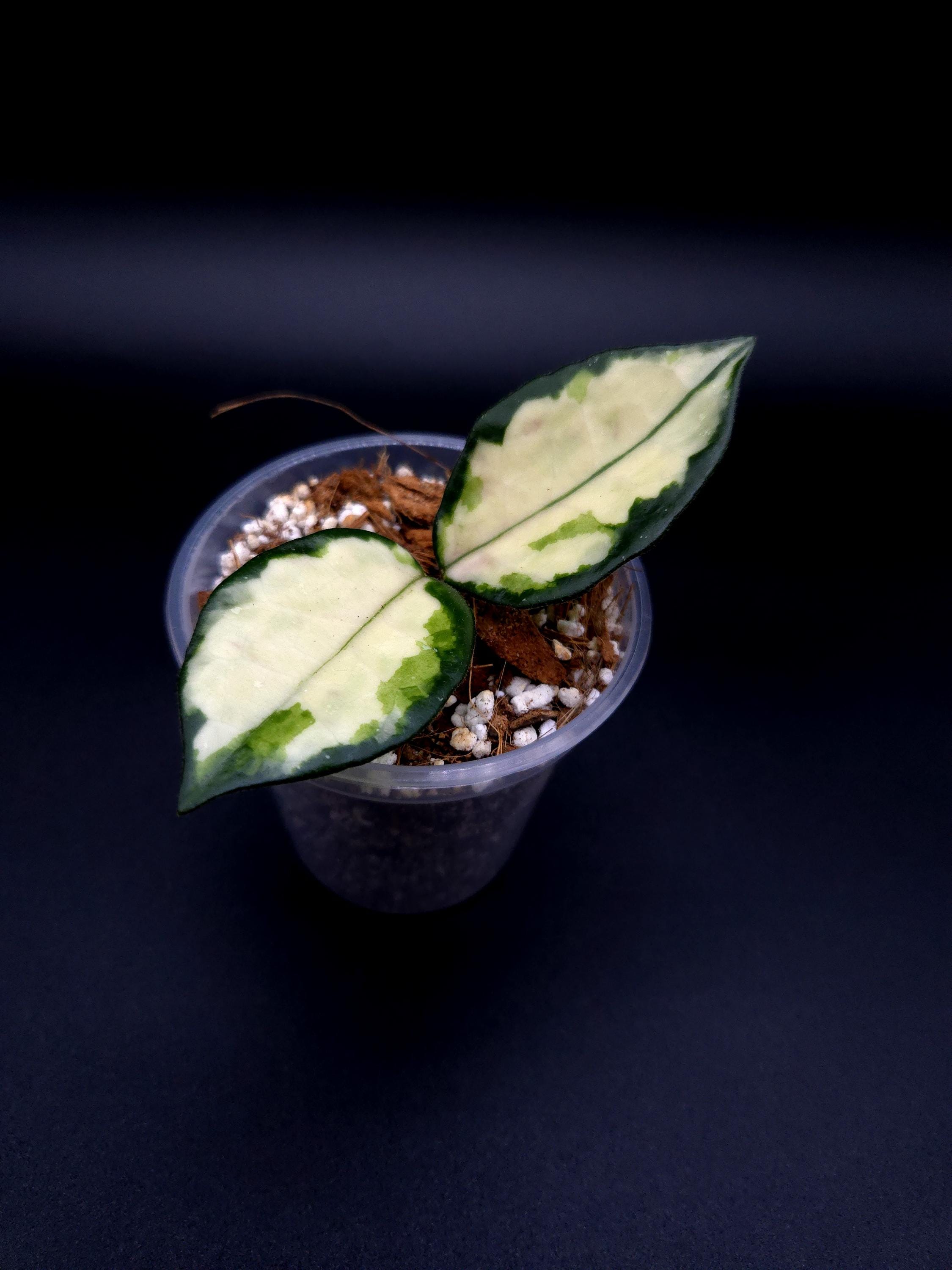 Hoya Chinghungensis Variegated - Etsy Canada